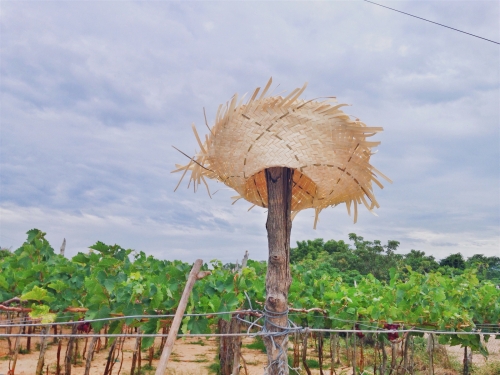 bãi chuối